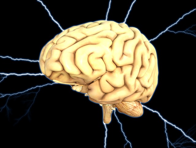 jaka jest budowa mózgu i dlaczego