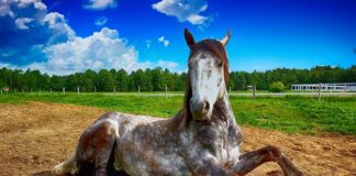 Biotyna dla koni – kiedy jest potrzebna?
